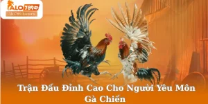Trận Đấu Đỉnh Cao Cho Người Yêu Môn Gà Chiến