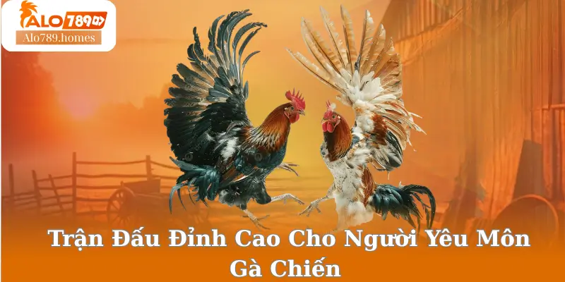 Trận Đấu Đỉnh Cao Cho Người Yêu Môn Gà Chiến