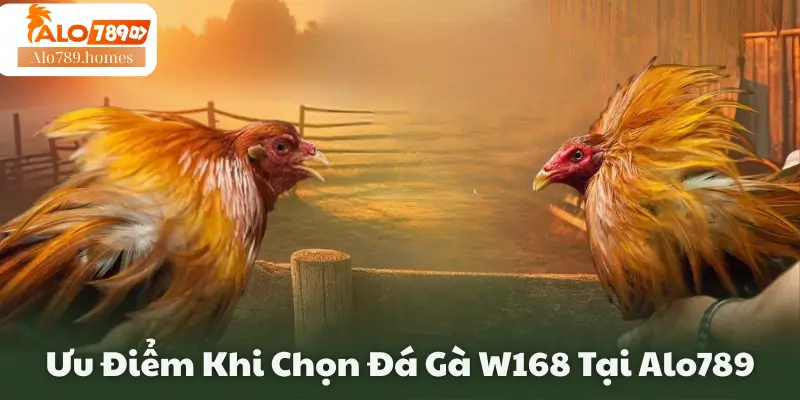 Ưu Điểm Khi Chọn Đá Gà W168 Tại Alo789