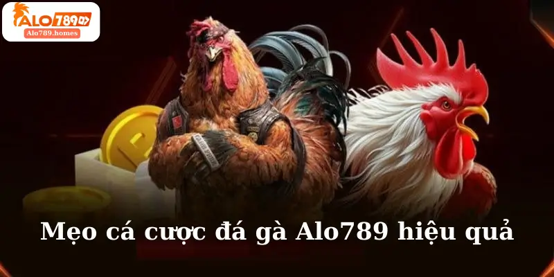 Mẹo cá cược đá gà Alo789 hiệu quả